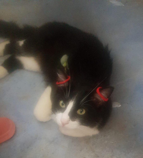Chimuelo