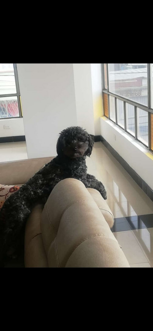 Manolo