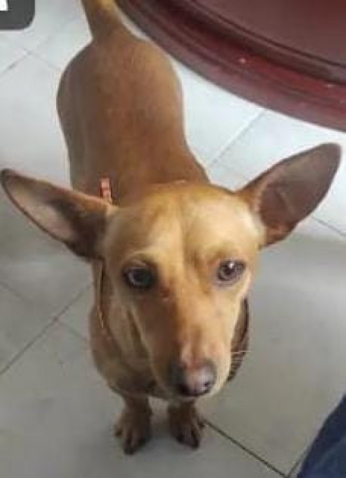 Marchal (chiquis O Papi)