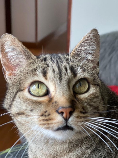 Nikita