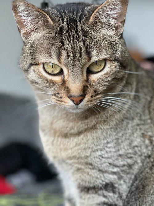 Nikita