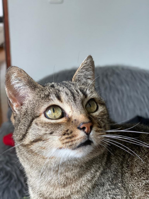 Nikita
