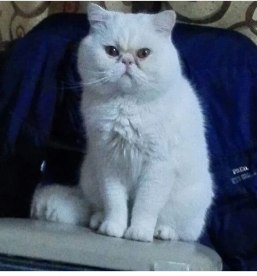 Goyo