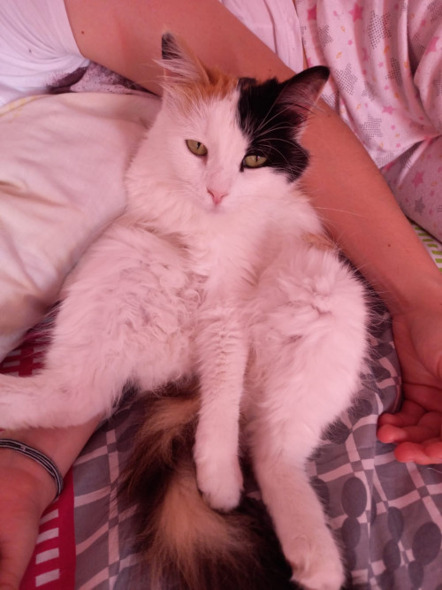 Sammy