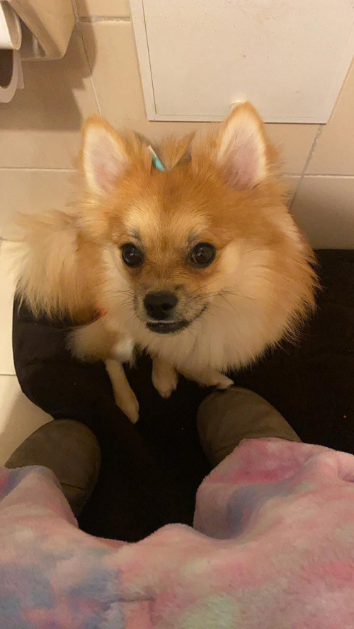 Lulu