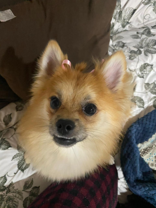 Lulu