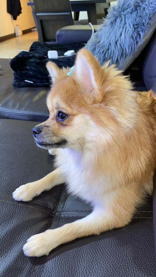 Lulu