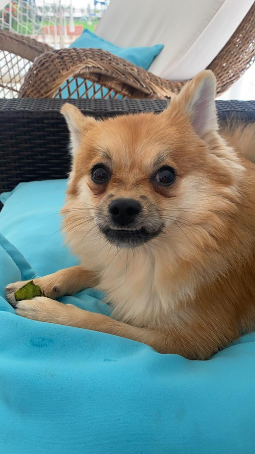 Lulu