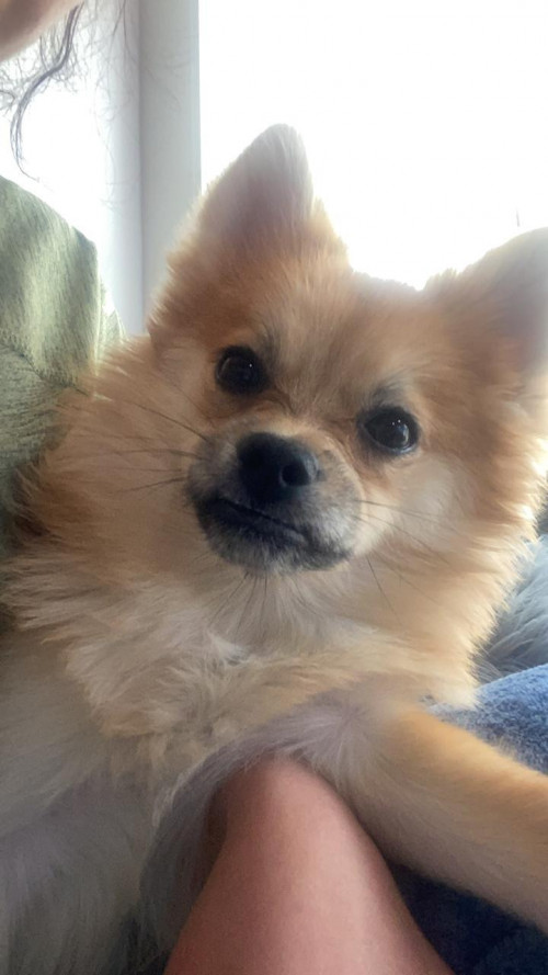 Lulu