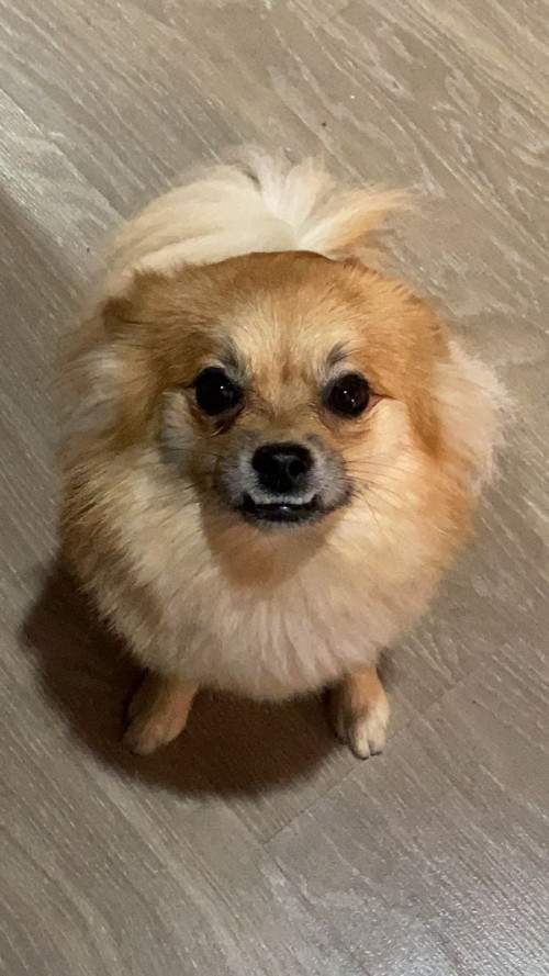 Lulu
