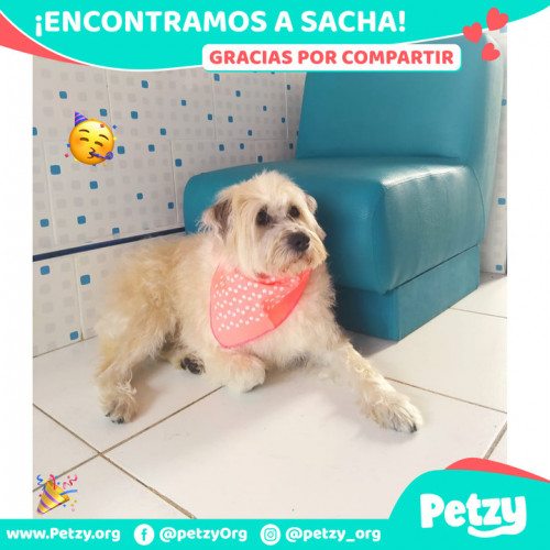 Foto de mascota Sacha