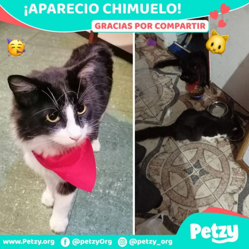 Foto de mascota Chimuelo