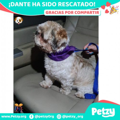 Foto de mascota Dante 