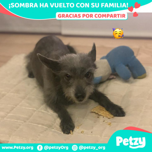Foto de mascota Sombra