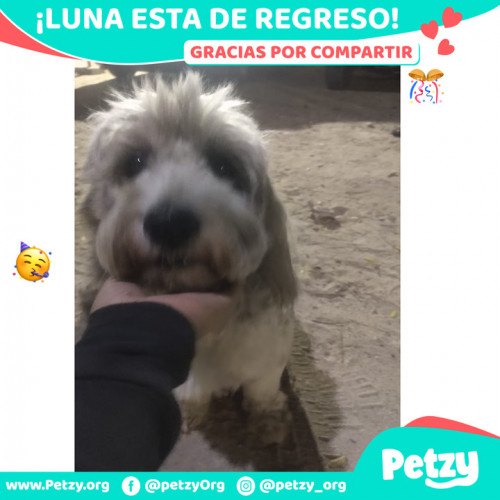 Foto de mascota Luna