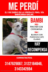 Foto de Bambi en Barichara Santander #0