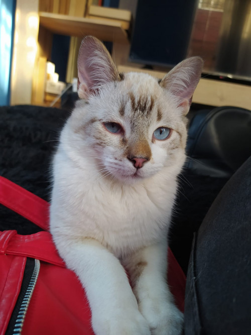 Coco Chanel