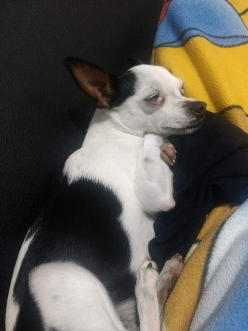 Manchitas