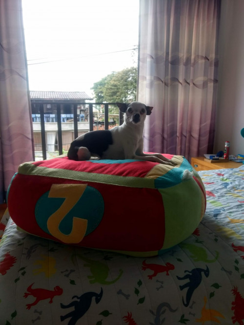 Manchitas