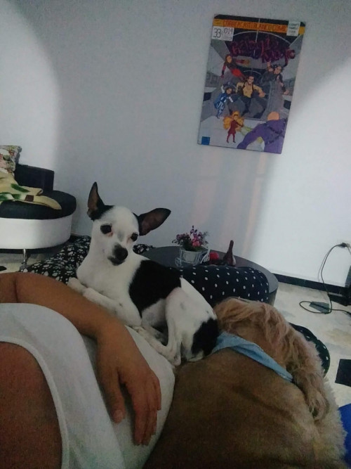 Manchitas