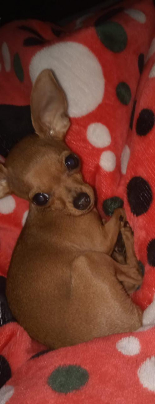 Perla