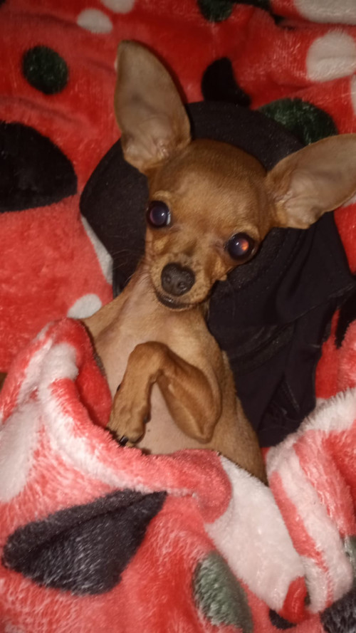 Perla