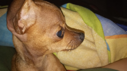 Perla