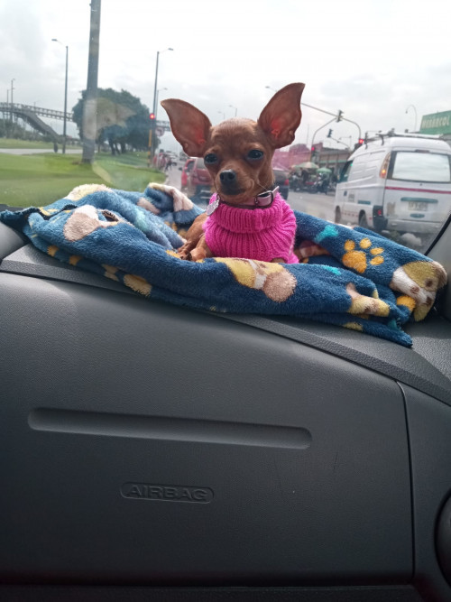 Perla