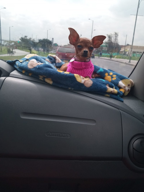Perla