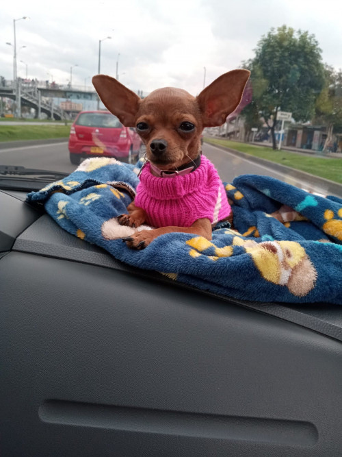 Perla