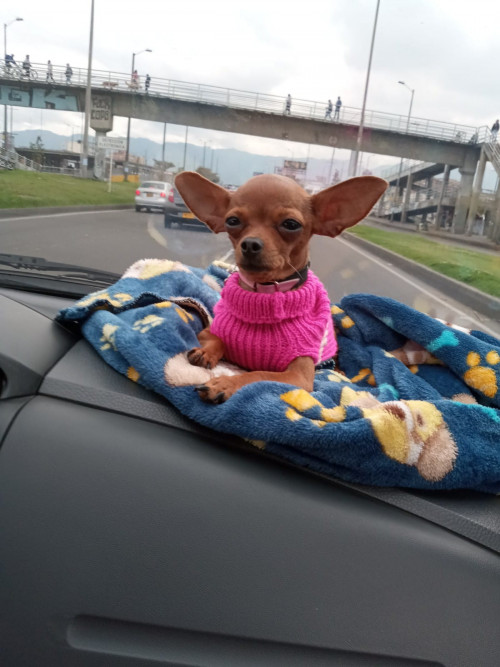 Perla
