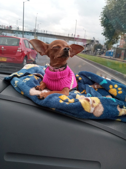 Perla