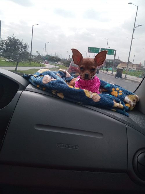 Perla