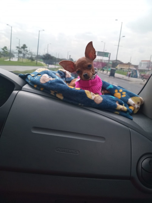 Perla