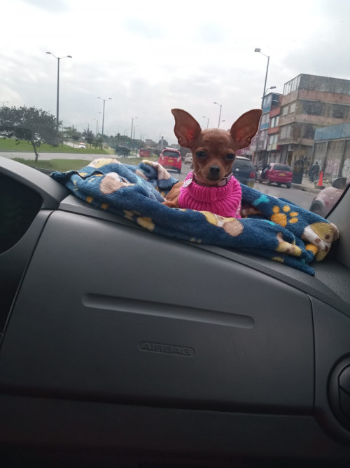 Perla