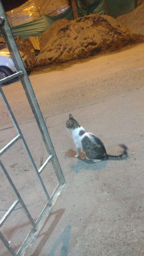 Pochita