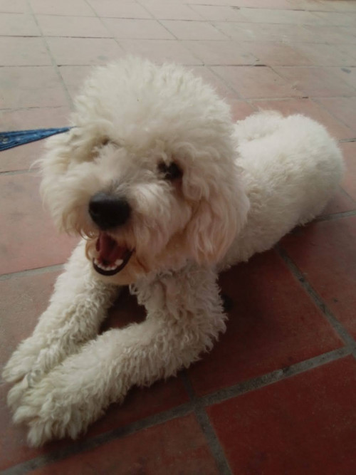 Max