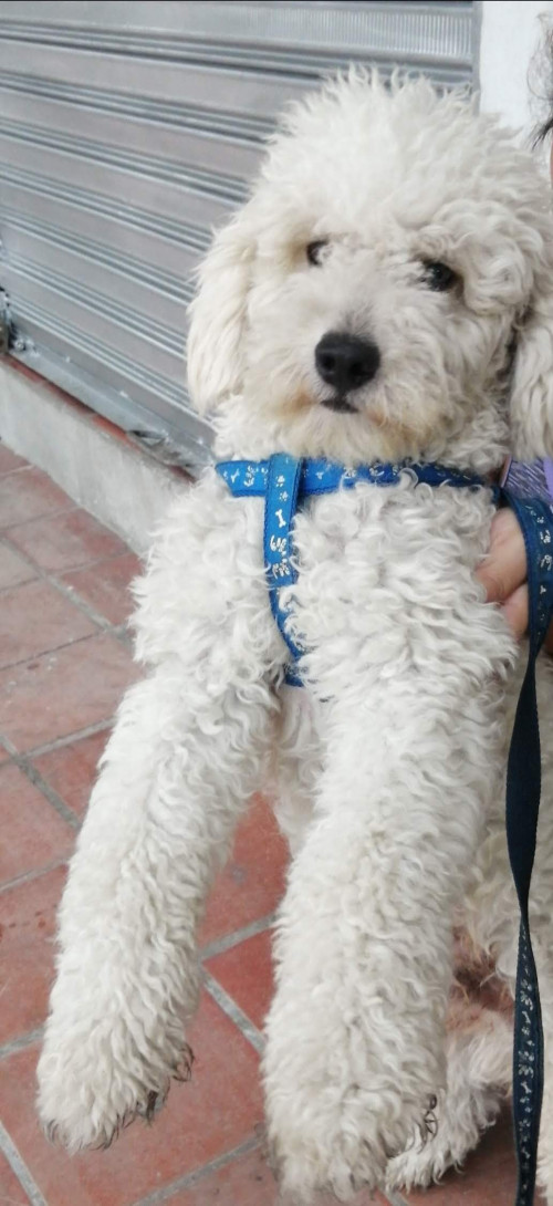 Max