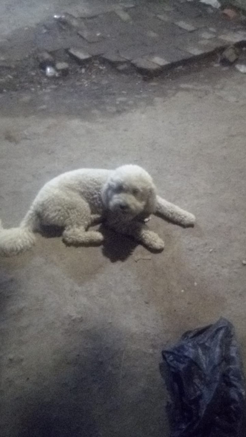 Max