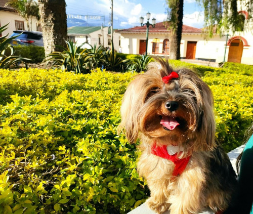 Molly 