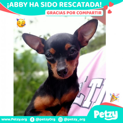 Foto de mascota Abby