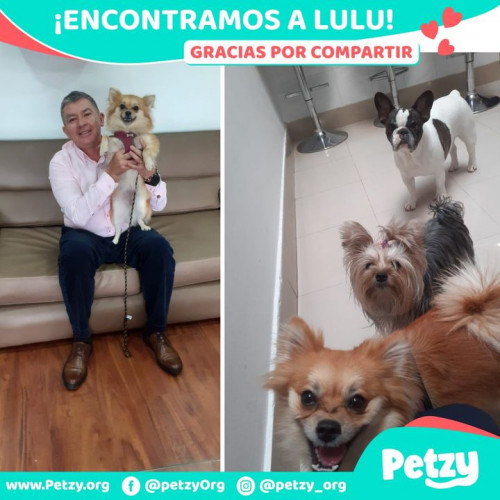Foto de mascota Lulu