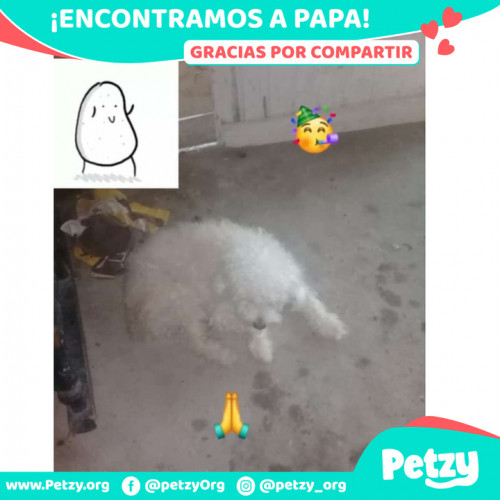 Foto de mascota Papa