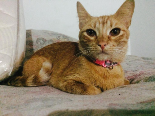 Appa