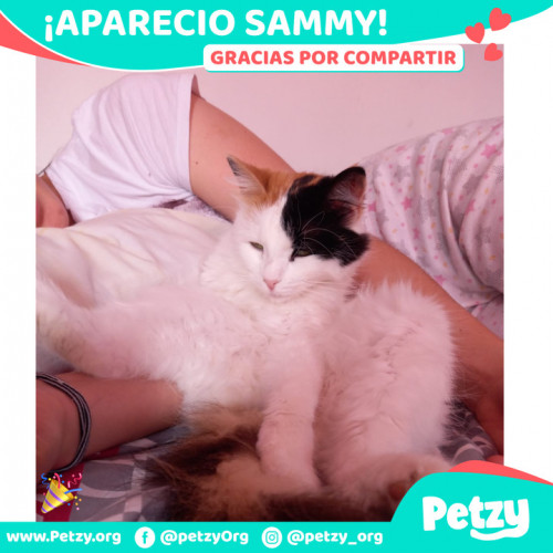 Foto de mascota Sammy