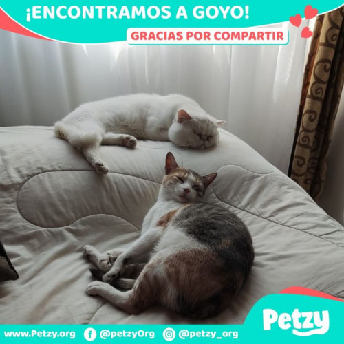 Foto de mascota Goyo