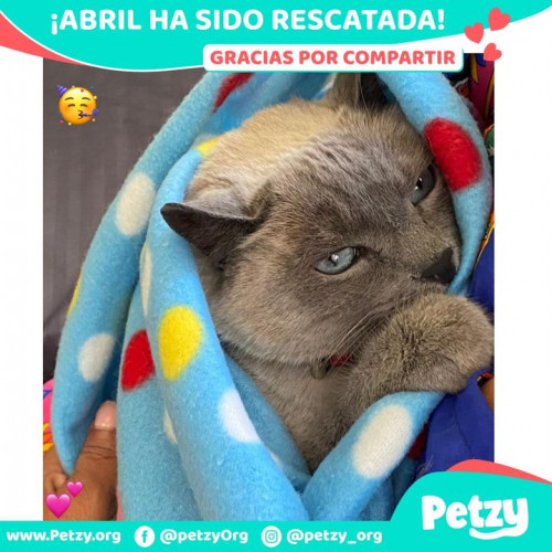 Foto de mascota Abril