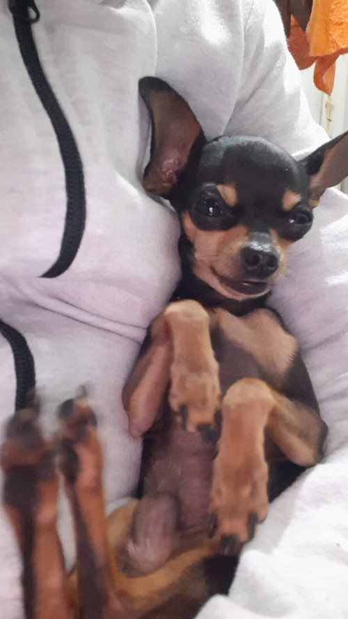 Yerri