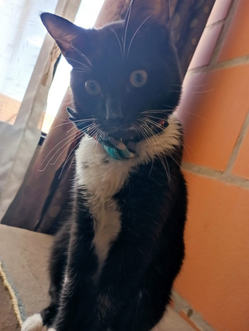Max