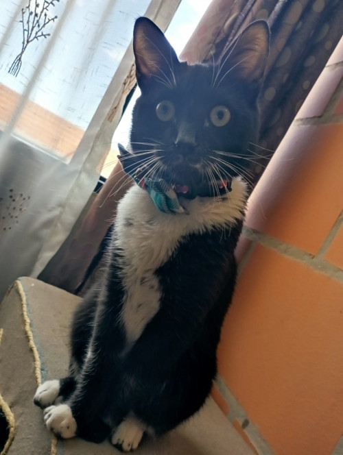 Max